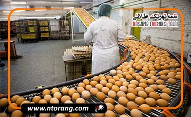 کاهش ۵۰ درصدی ترک‌خوردگی تخم‌مرغ با این ۱۰ راهکار ساده